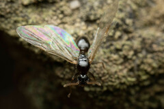 Technomyrmex sophiae