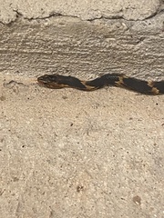Nerodia fasciata confluens