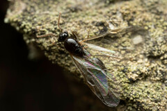 Technomyrmex sophiae