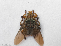 Hippoboscoidea