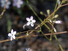 Gilia