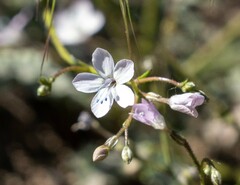 Gilia