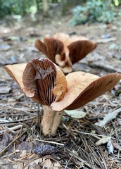 Lactarius peckii