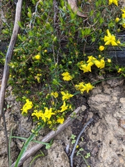 Hibbertia exutiacies