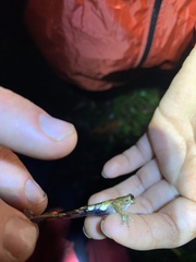 Dendropsophus parviceps
