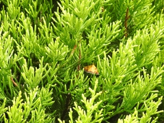 Isocentris filalis