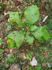 Magnolia macrophylla