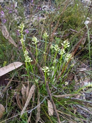 Stackhousia aspericocca