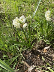 Narcissus tazetta