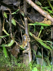 Dendropsophus parviceps