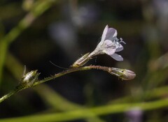 Gilia