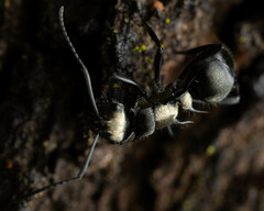 Polyrhachis daemeli