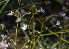 Gilia