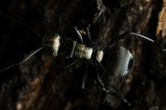 Polyrhachis daemeli