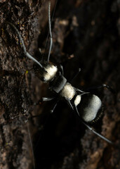 Polyrhachis daemeli