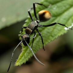 Polyrhachis brisbanensis