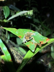Dendropsophus parviceps