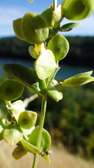 Atriplex hortensis