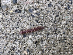 Nearctodesmidae