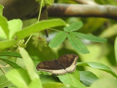 Tanaecia lepidea