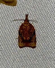 Platynota flavedana