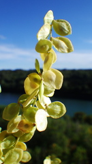 Atriplex hortensis