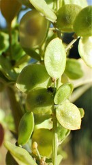 Atriplex hortensis