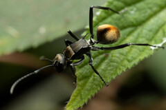 Polyrhachis brisbanensis