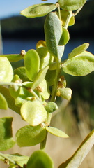 Atriplex hortensis