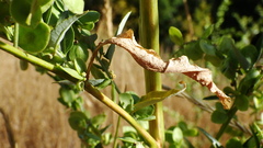 Atriplex hortensis