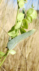 Atriplex hortensis