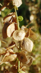 Atriplex hortensis