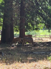 Odocoileus hemionus californicus