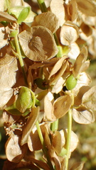 Atriplex hortensis