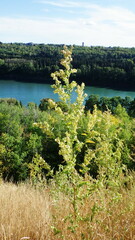 Atriplex hortensis