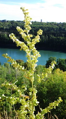 Atriplex hortensis