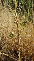 Atriplex hortensis