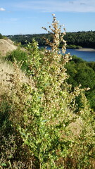 Atriplex hortensis