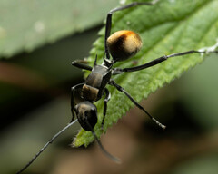 Polyrhachis brisbanensis