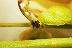 Atriplex hortensis