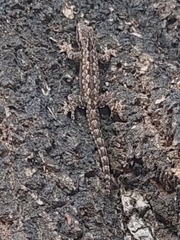 Hemidactylus platyurus