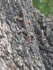 Hemidactylus platyurus