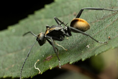 Polyrhachis brisbanensis