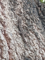 Hemidactylus platyurus