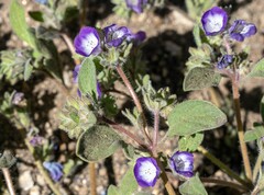 Phacelia davidsonii