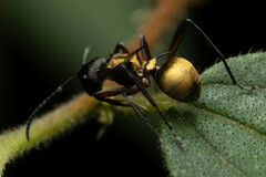 Polyrhachis rufifemur