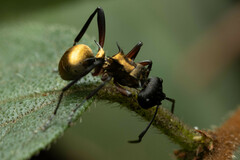 Polyrhachis rufifemur