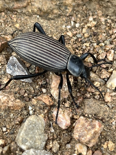 Rough-lipped Darkling Beetle