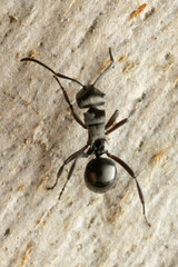 Polyrhachis clio