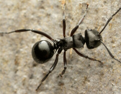 Polyrhachis clio
